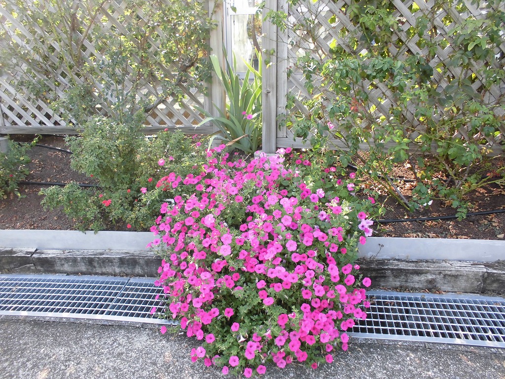 バラ園を彩る花たち