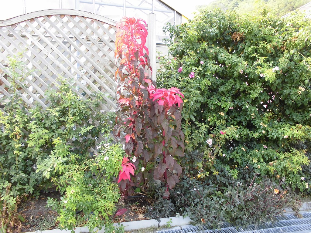 バラ園を彩る花たち