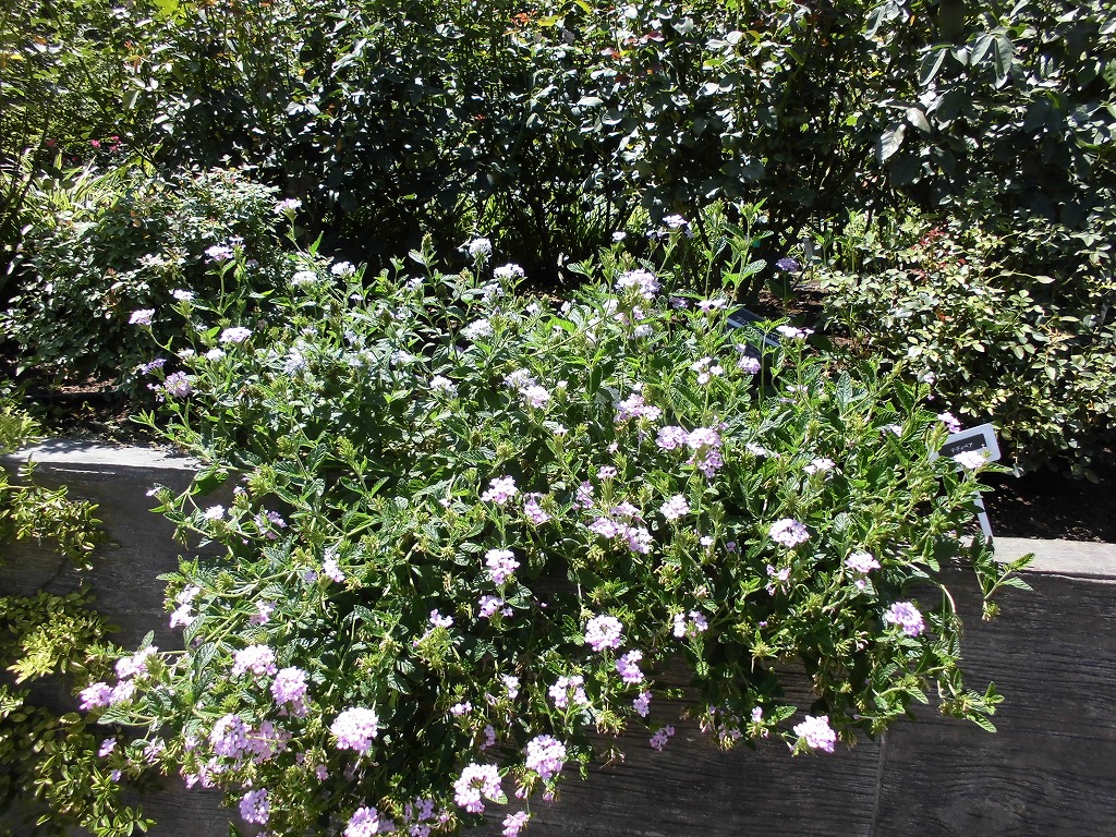 バラ園を彩る花たち