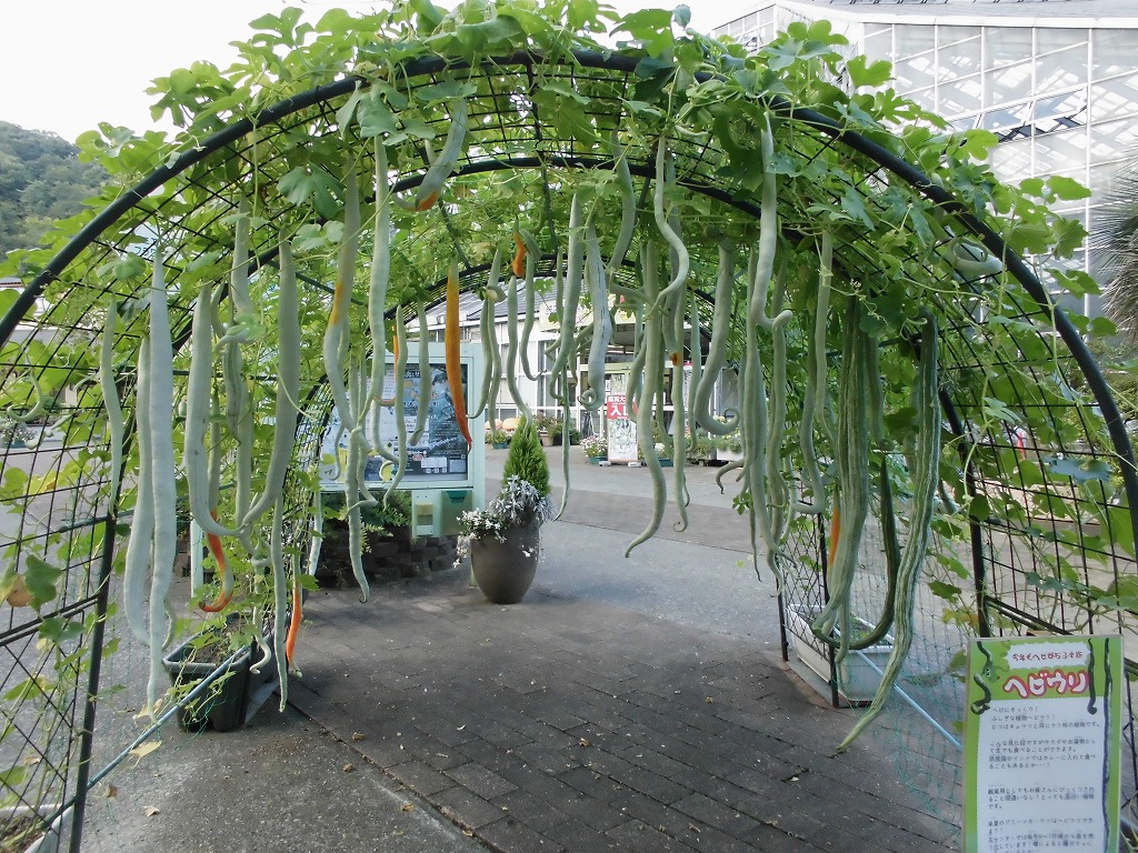 ヘビウリ　開花結実中