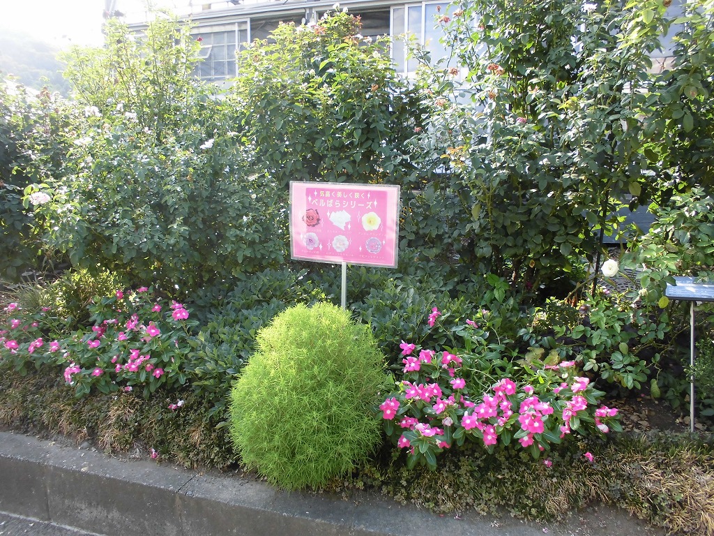 バラ園を彩る花たち