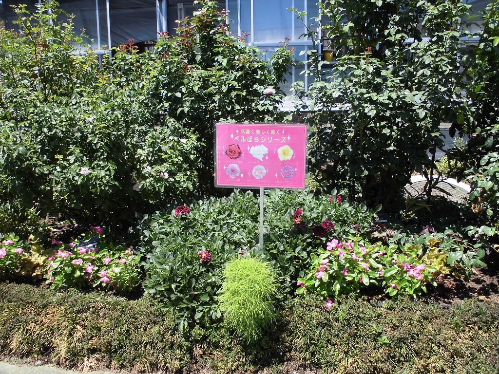 バラ園を彩る花たち