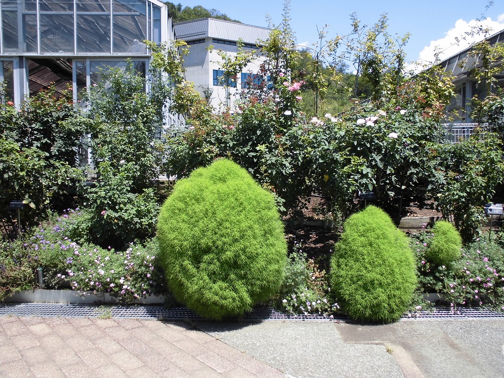 バラ園を彩る花たち