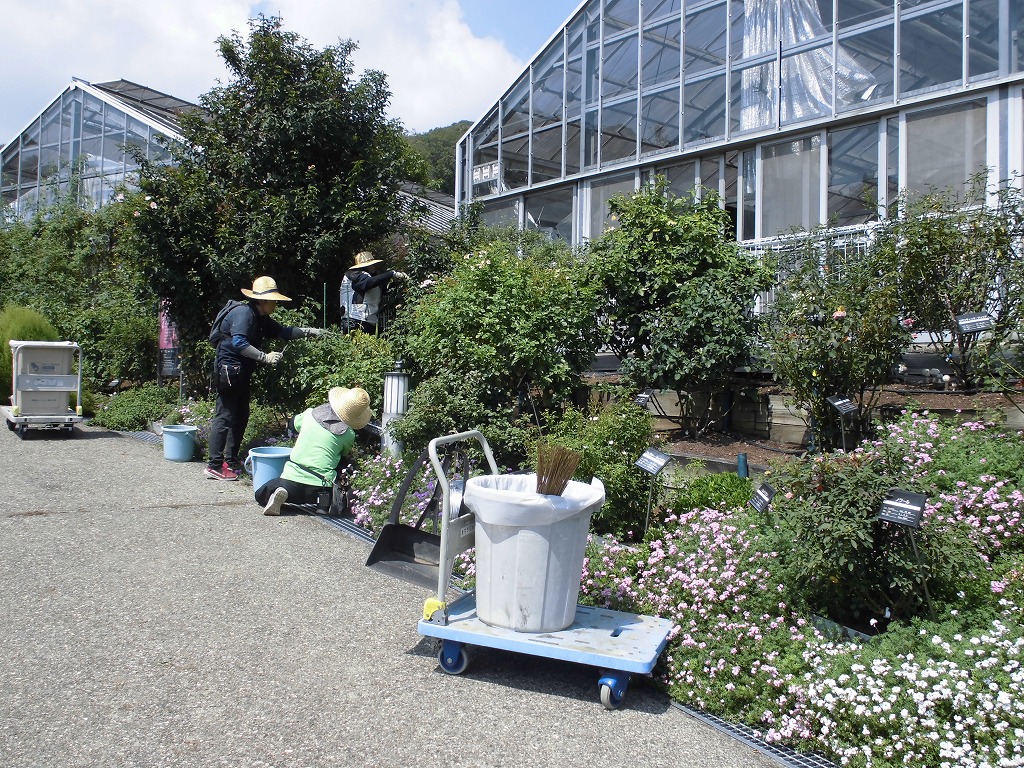 秋バラを咲かせるために選定作業中