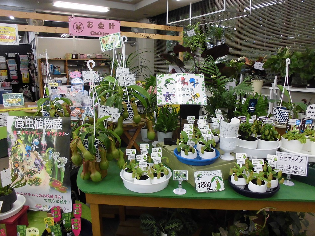 食虫植物入荷中