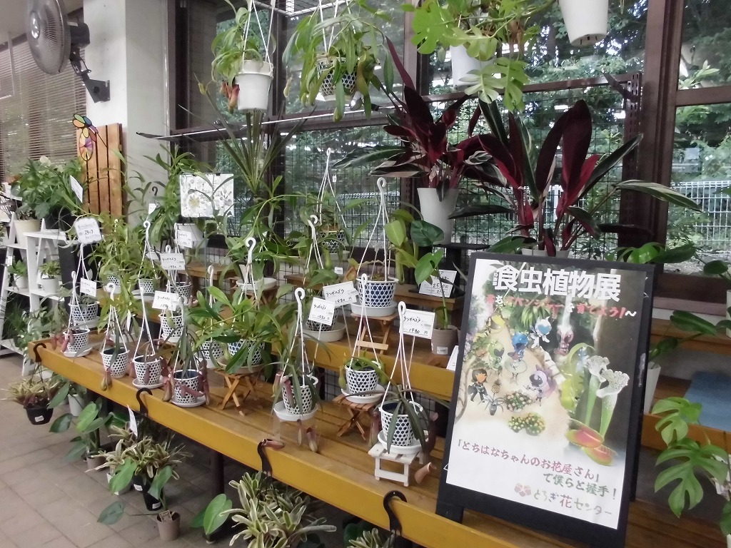 食虫植物展コラボ中