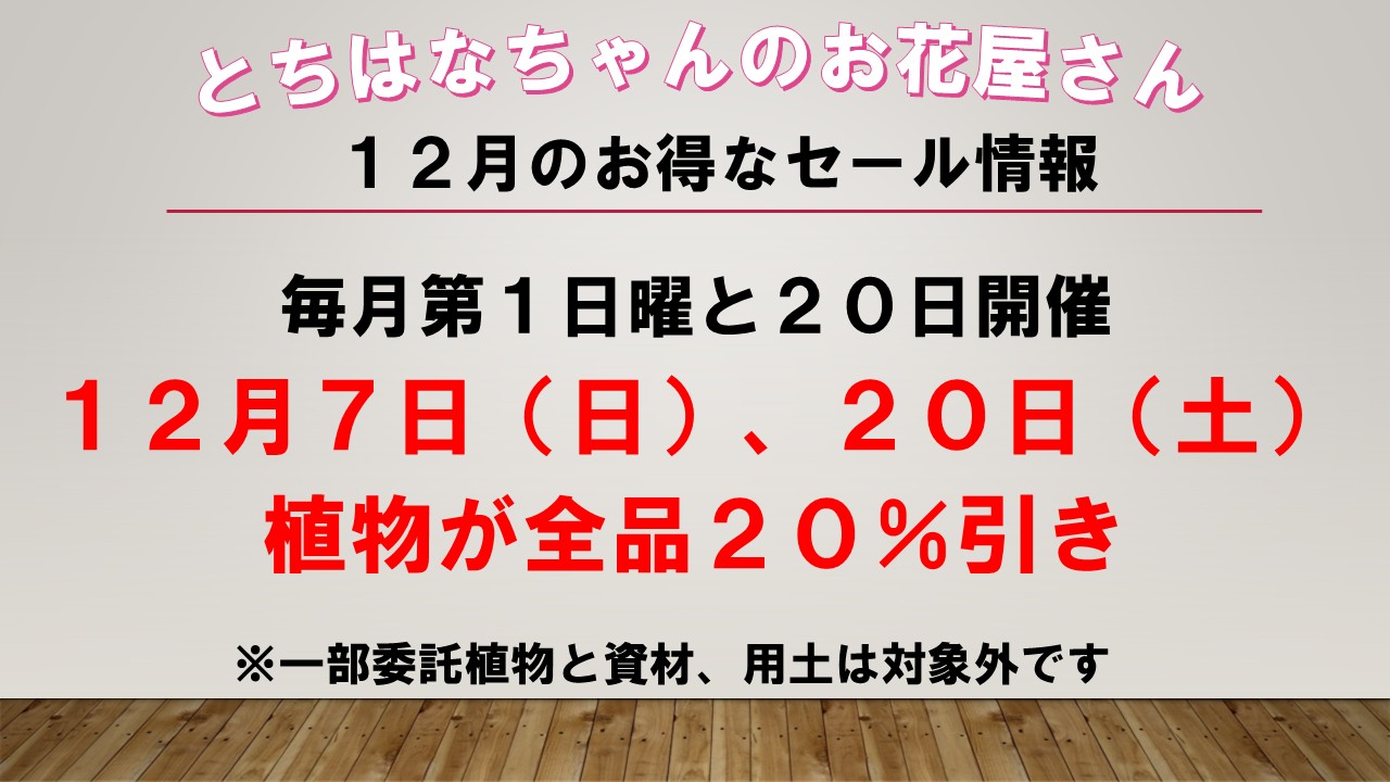 １２月のお得なセール