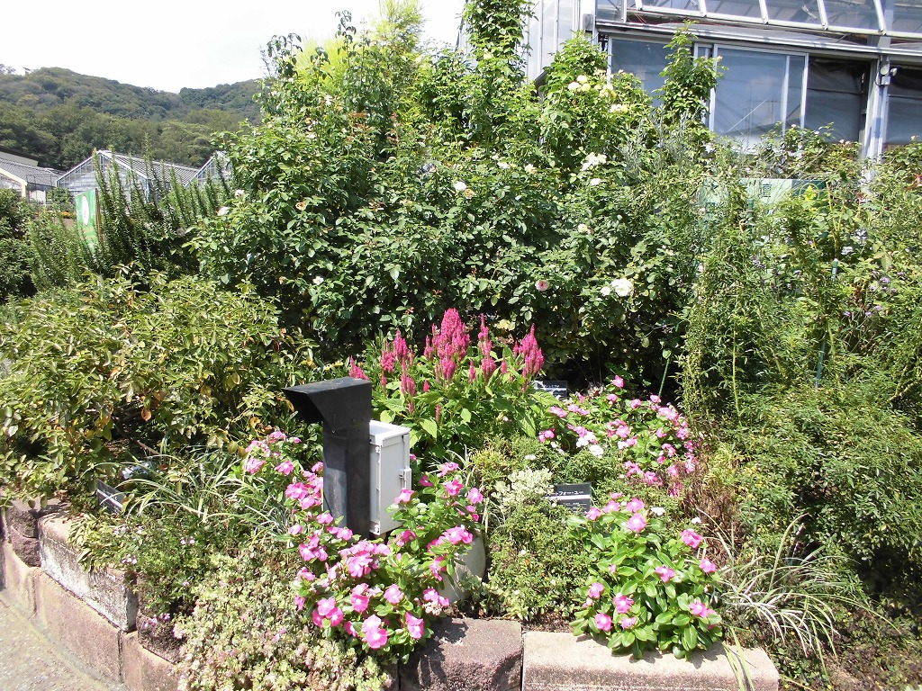 バラ園を彩る花たち