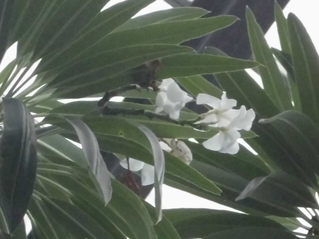 アアソウカイ　開花中（ドーム）