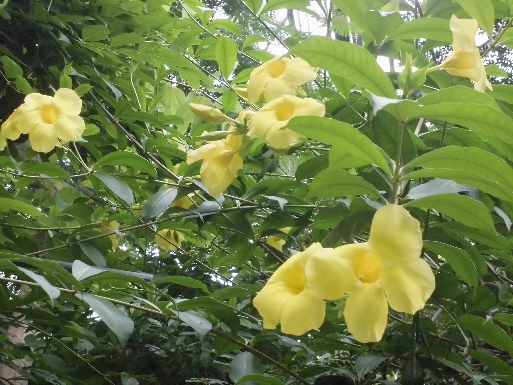 アリアケカズラ　開花中（ドーム）
