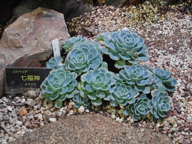 砂漠室出口のエケベリア七福神（ドーム）