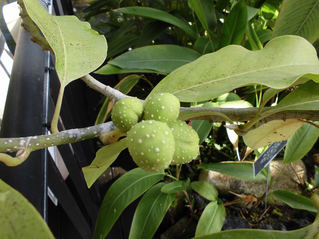 キンコウボク　初めて結実中（ドーム）