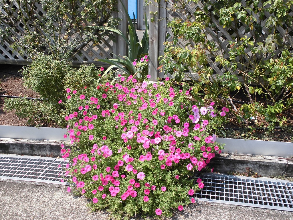 バラ園を彩る花たち