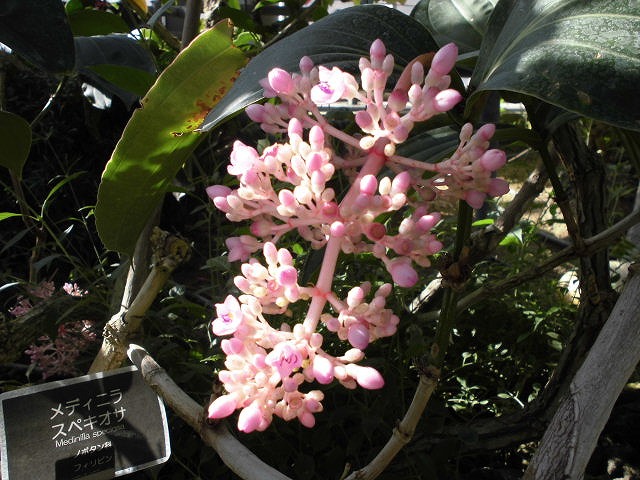 メディニラ・スペキオサ　開花中（ドーム）