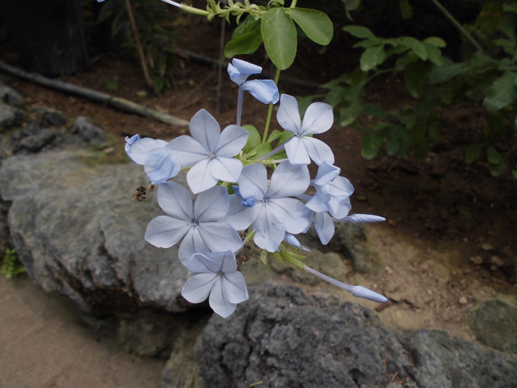 ルリマツリ　開花中（ドーム）