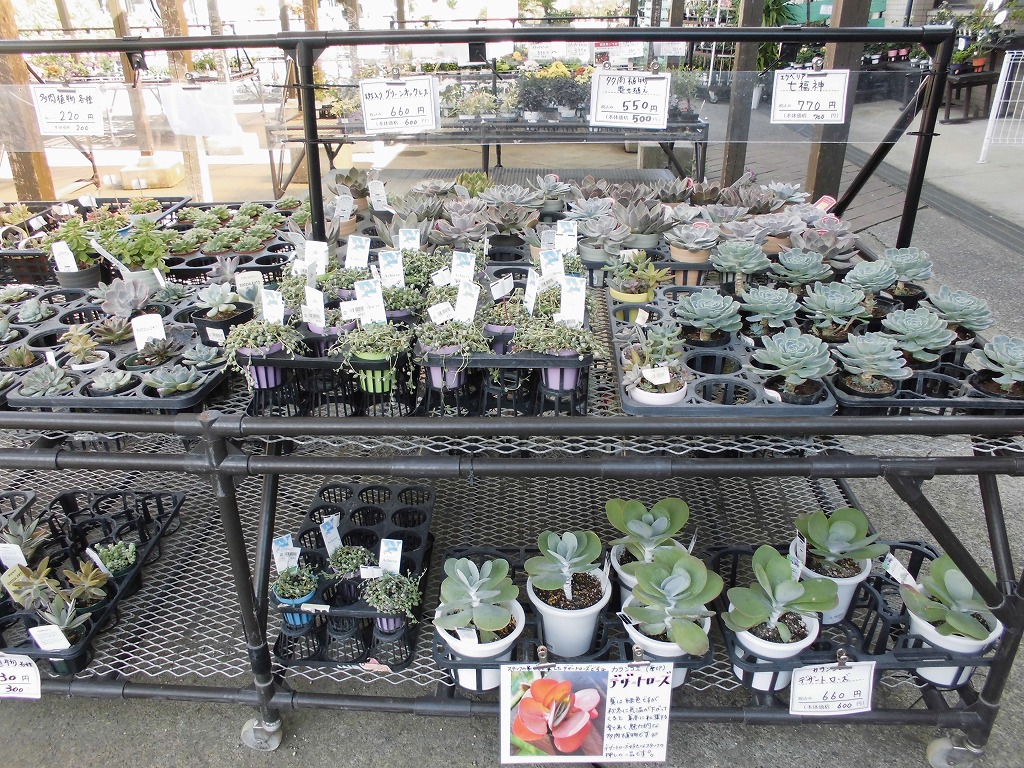 とちはなちゃんのお花屋さん - とちぎ花センター