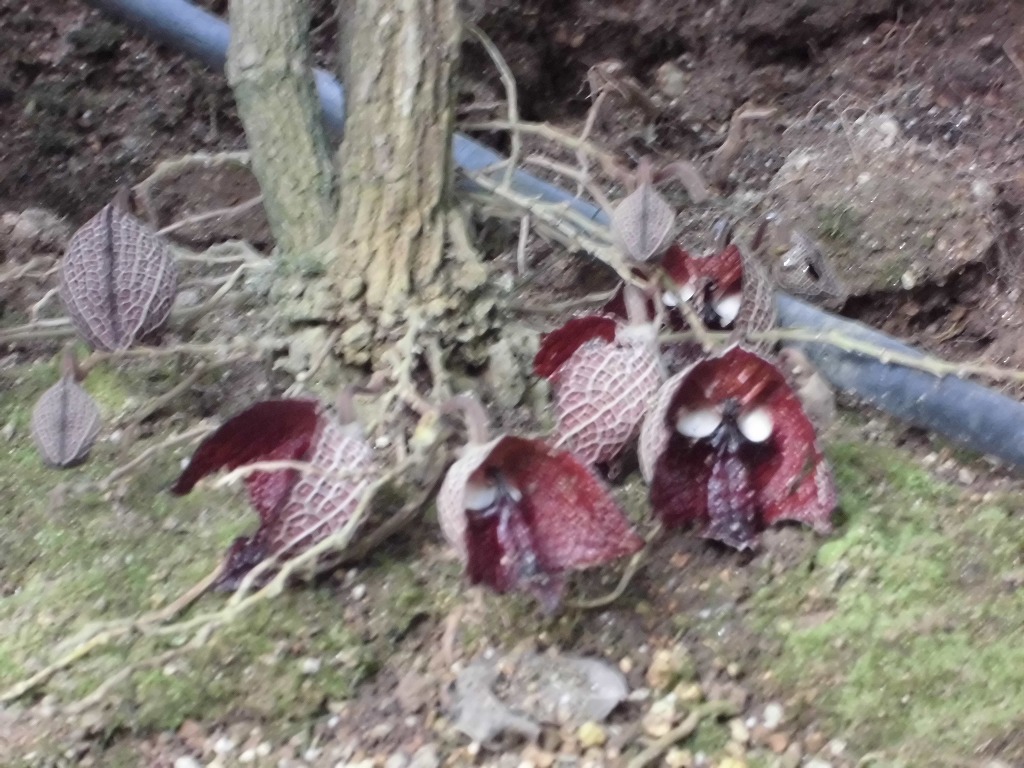 ｱﾘｽﾄﾛｷｱｻﾙﾊﾞﾄﾞﾚﾝｼｽ　開花中（ドーム）