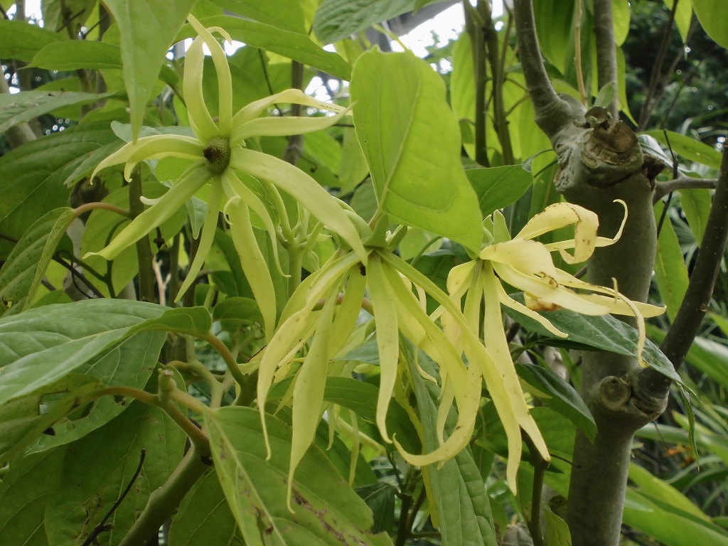イランイラン　開花中（ドーム）