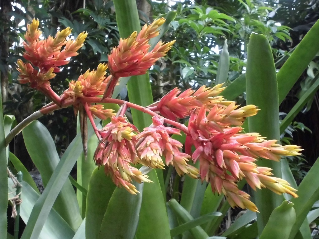 エクメア・アクレイガ　開花中（ドーム）　