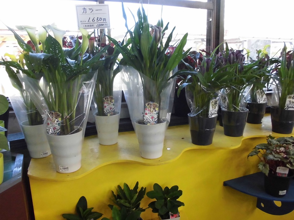 観葉植物いろいろ