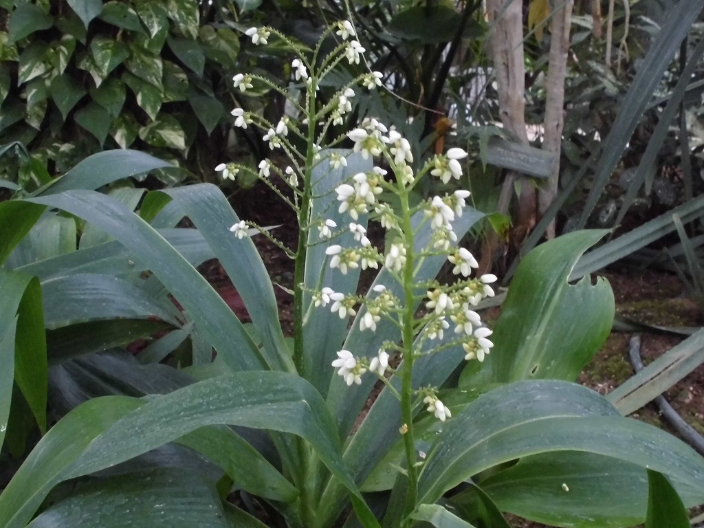 クシフィディウム・カエルレウム　開花中（ドーム）