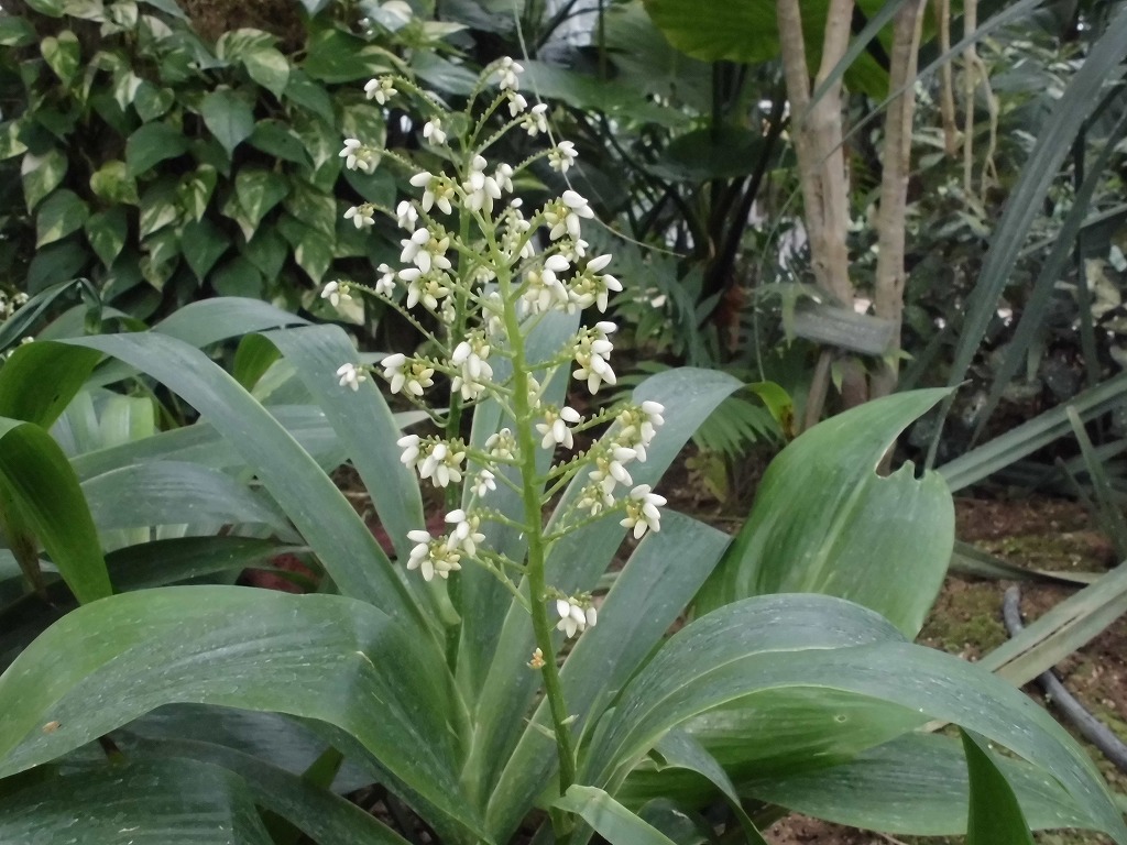 クシフィディウム・カエルレウム　開花中（ドーム）