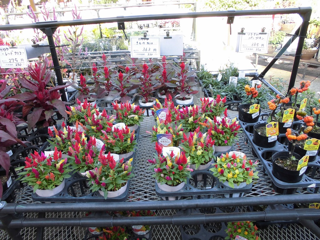 ハロウィンに飾れる花苗