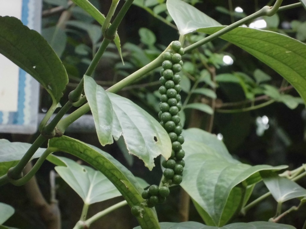 コショウ　結実中（ドーム）