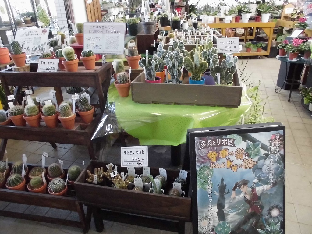 サボテン多肉植物
