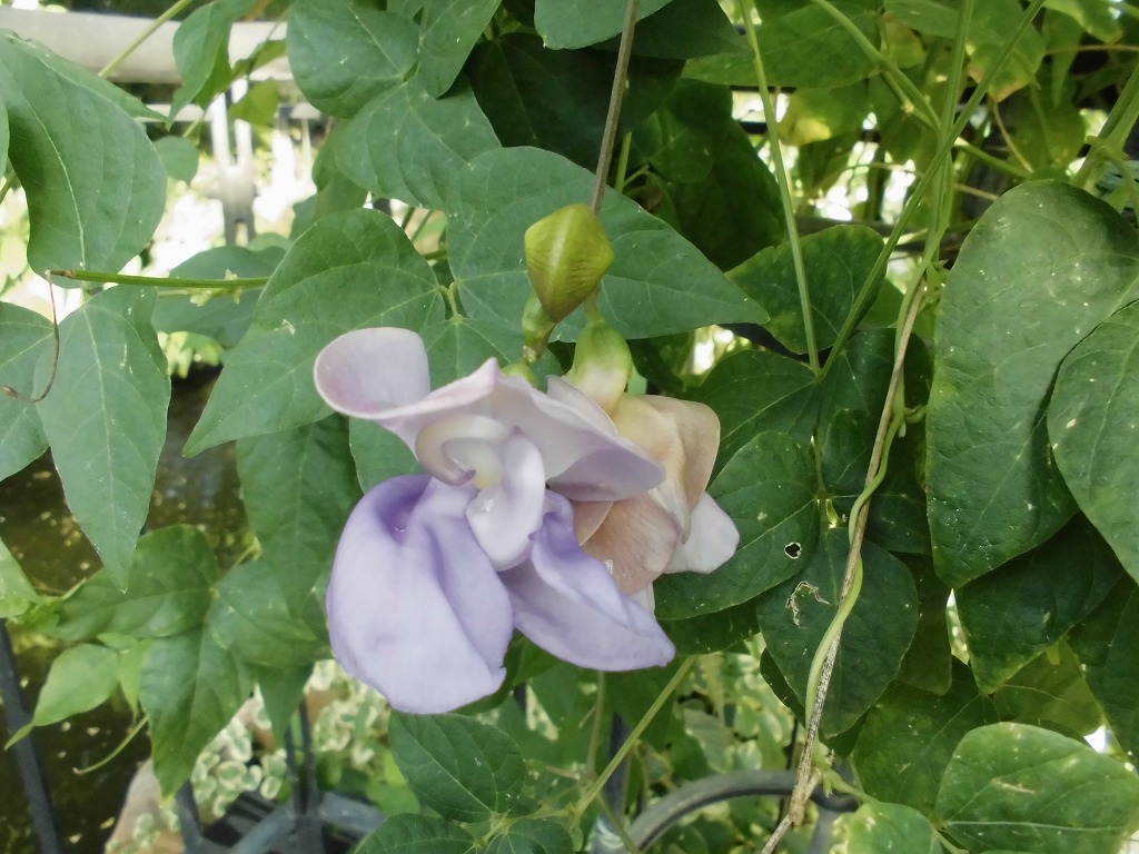 スネールフラワー　開花中（ドーム）