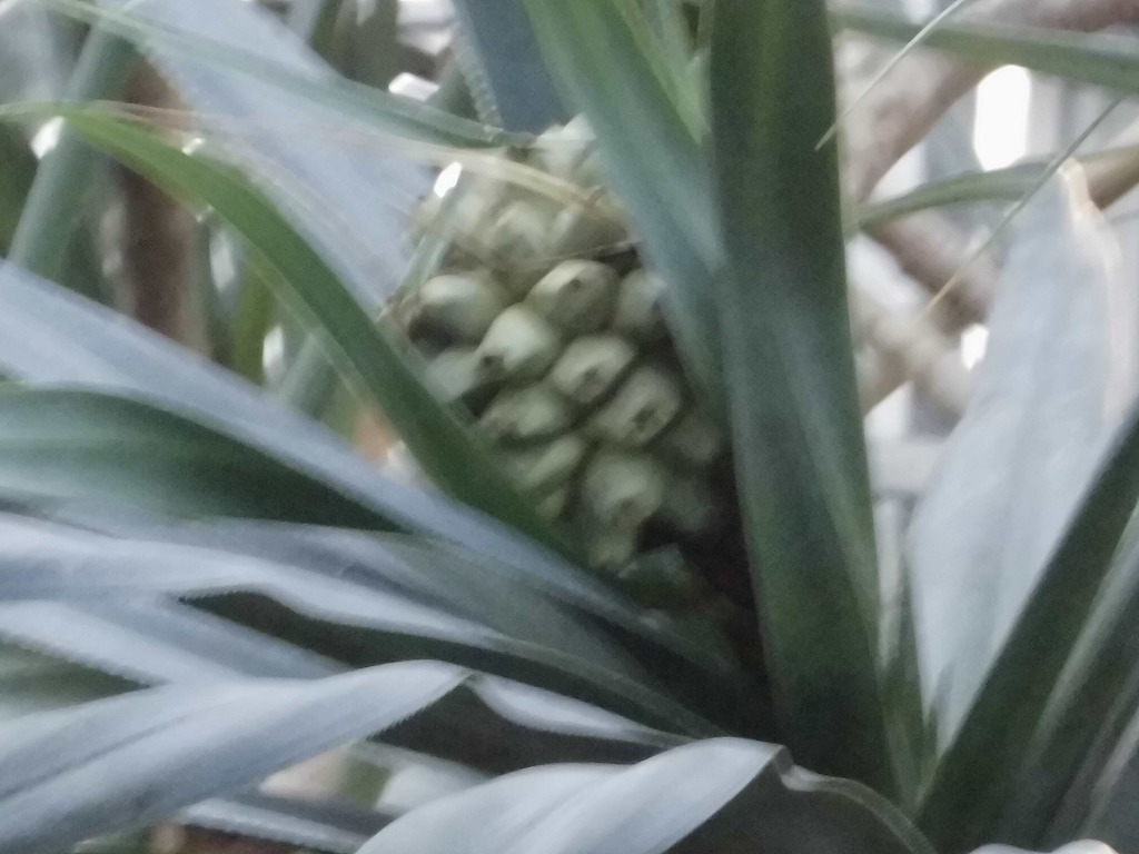 タコノキの実　結実中（ドーム）