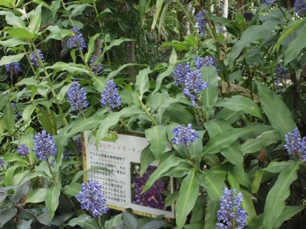 ディコリサンドラ　開花中（ドーム）