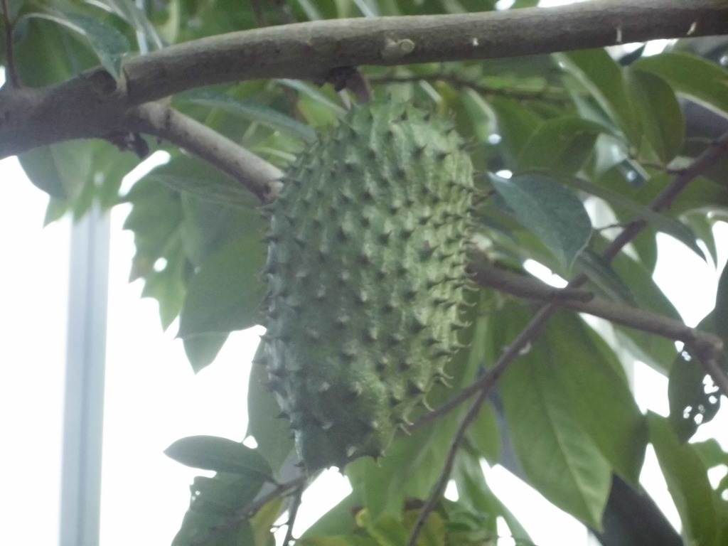 トゲバンレイシ　結実中（ドーム）