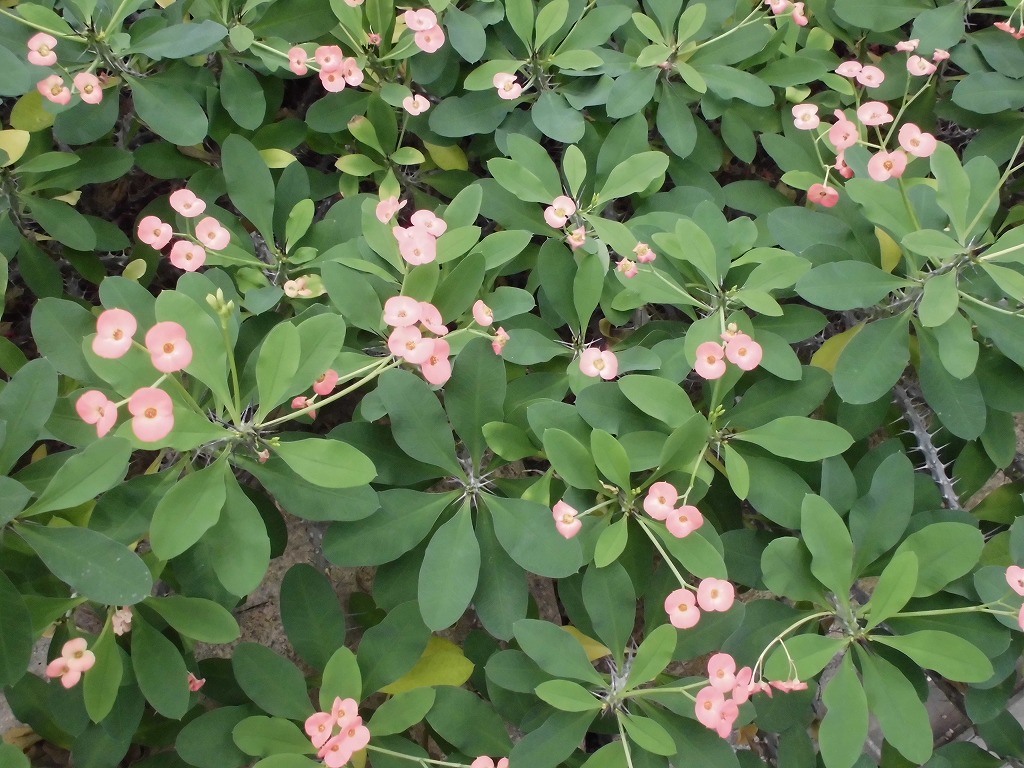 ハナキリン　開花中（ドーム）