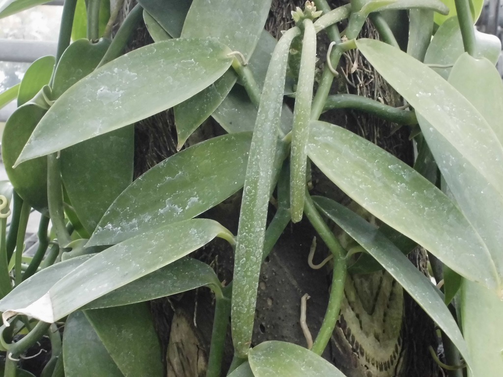 バニラ　結実中（ドーム）