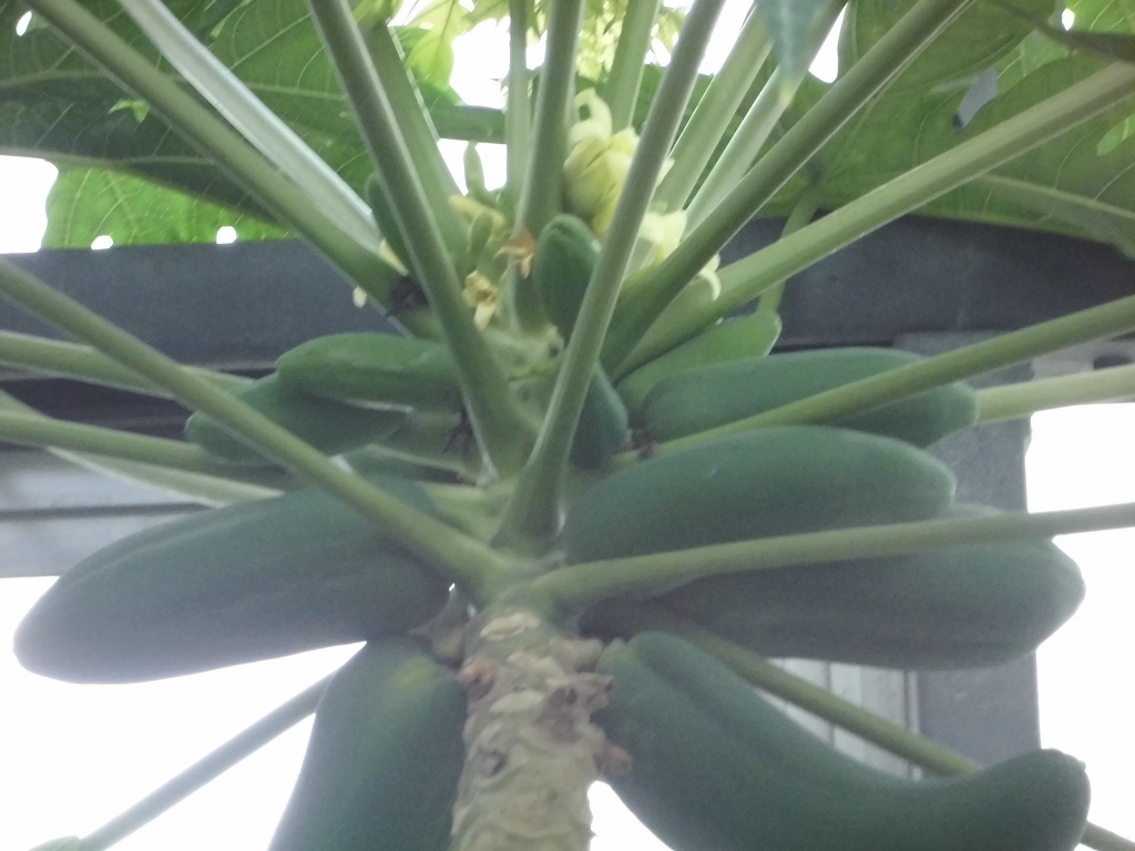 パパイヤ　開花結実中（ドーム）