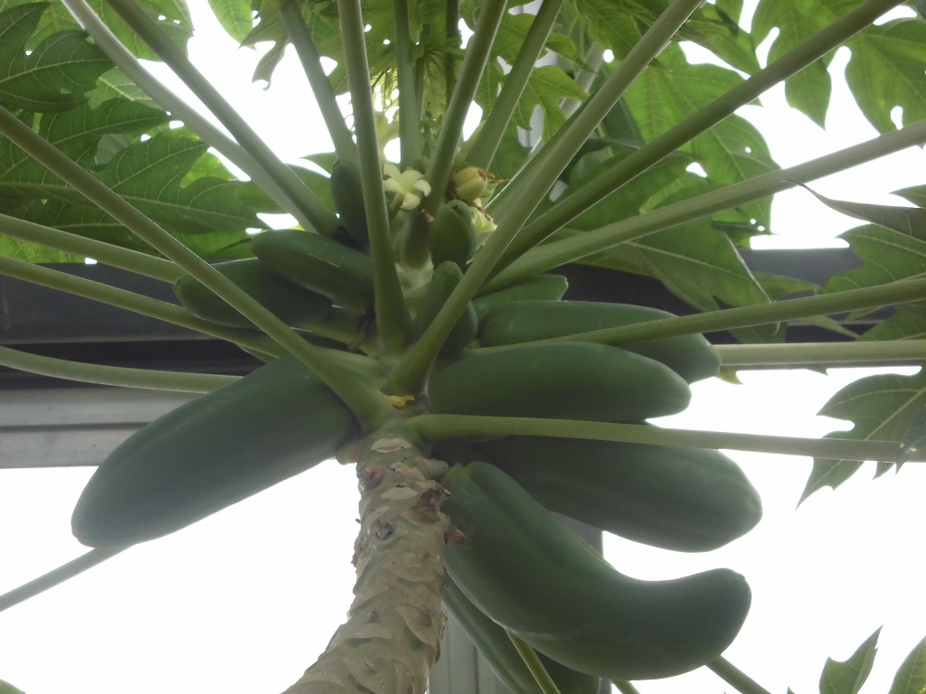 パパイヤ　開花結実中（ドーム）