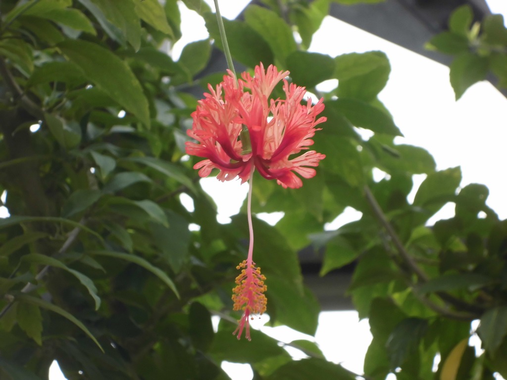 フウリンブッソウゲ　開花中（ドーム）