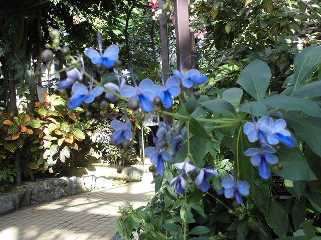 ブルーエルフィン　開花中（ドーム）