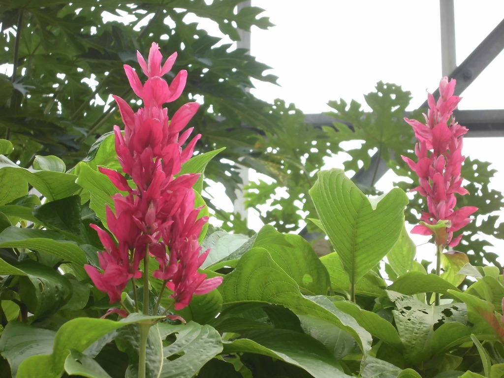 メガスケパスマ　開花中（ドーム）