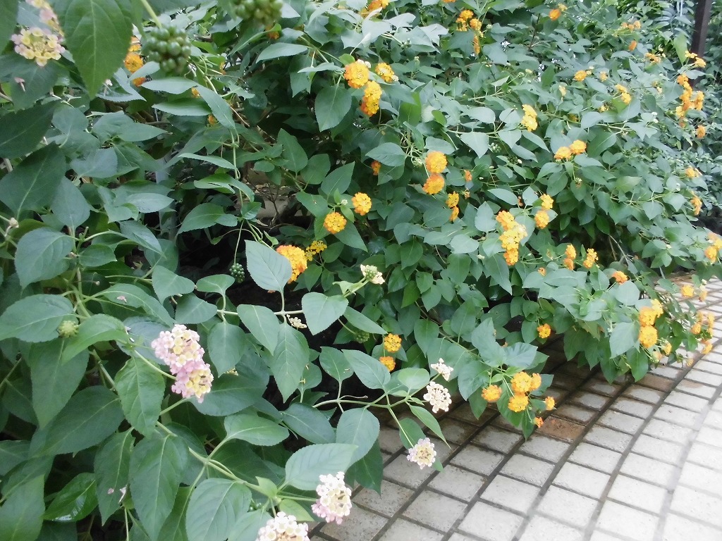ランタナ　開花中（ドーム）