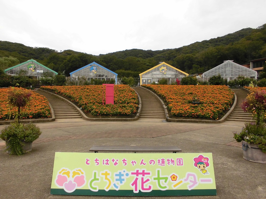大花壇