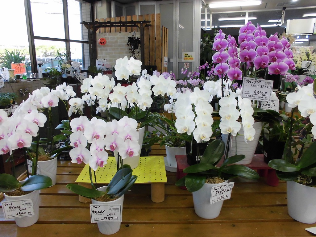 季節の鉢花と花苗を取り扱っています