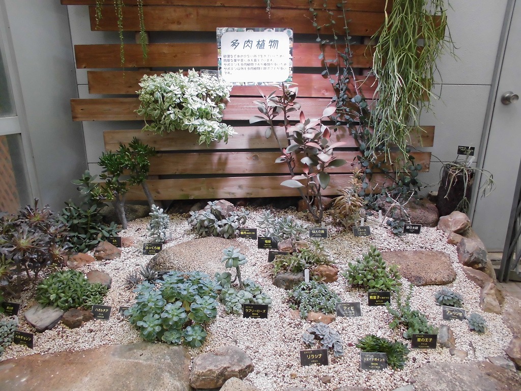 砂漠室出口の多肉たち（ドーム）