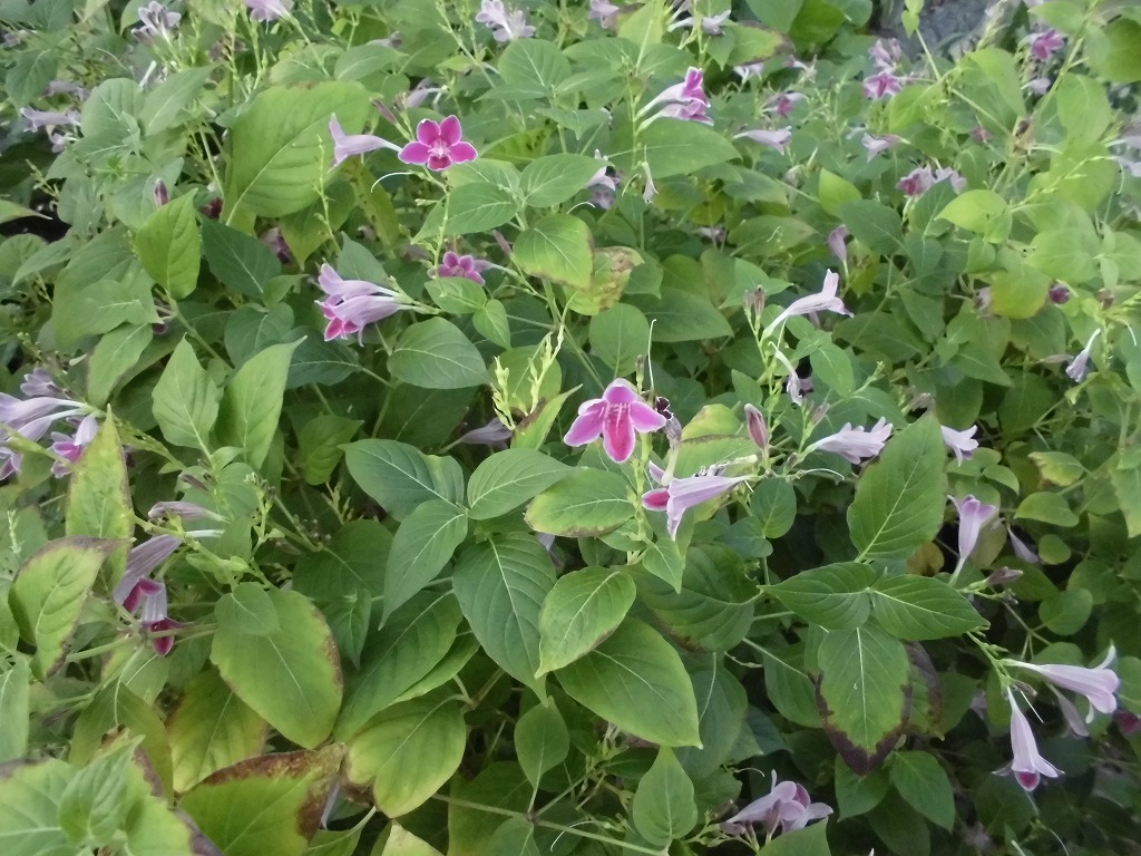 アシスタシア　開花中（ドーム）