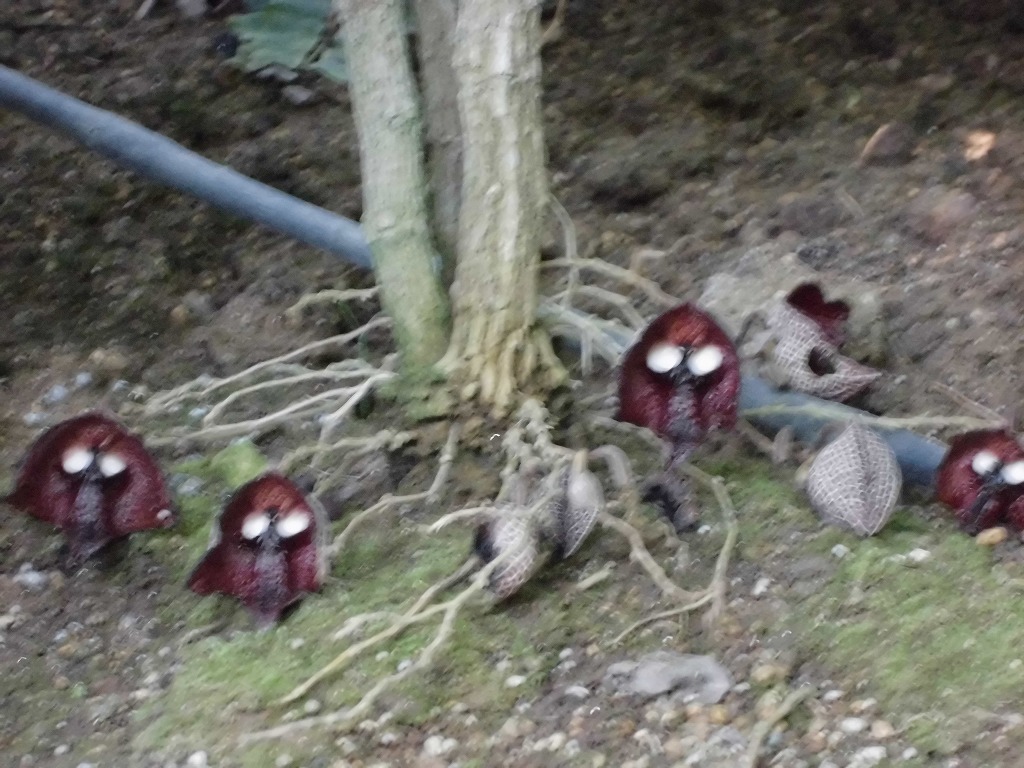 ｱﾘｽﾄﾛｷｱｻﾙﾊﾞﾄﾞﾚﾝｼｽ　開花中（ドーム）