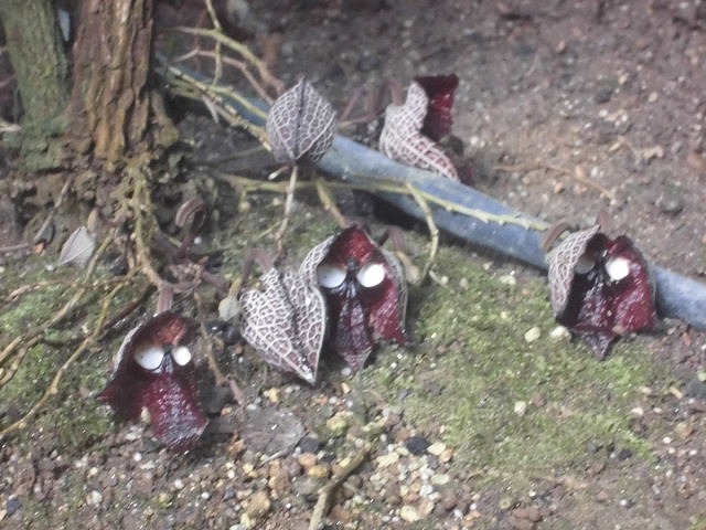 ｱﾘｽﾄﾛｷｱｻﾙﾊﾞﾄﾞﾚﾝｼｽ　開花中（ドーム）