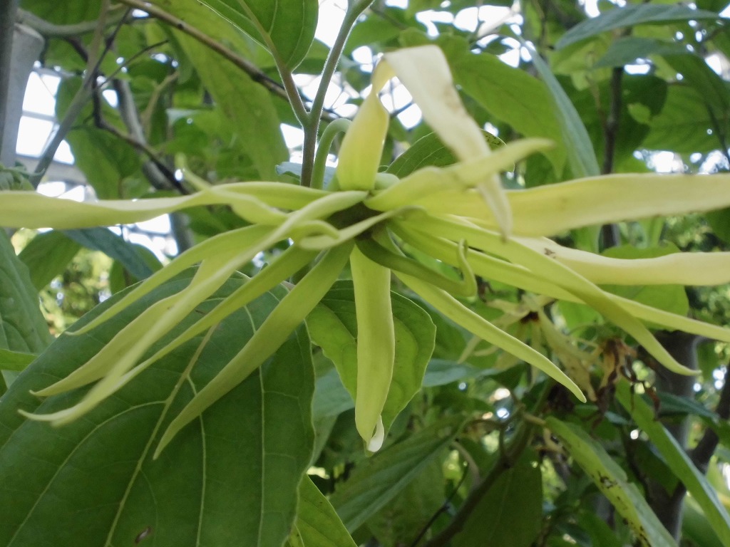 イランイラン　開花中（ドーム）