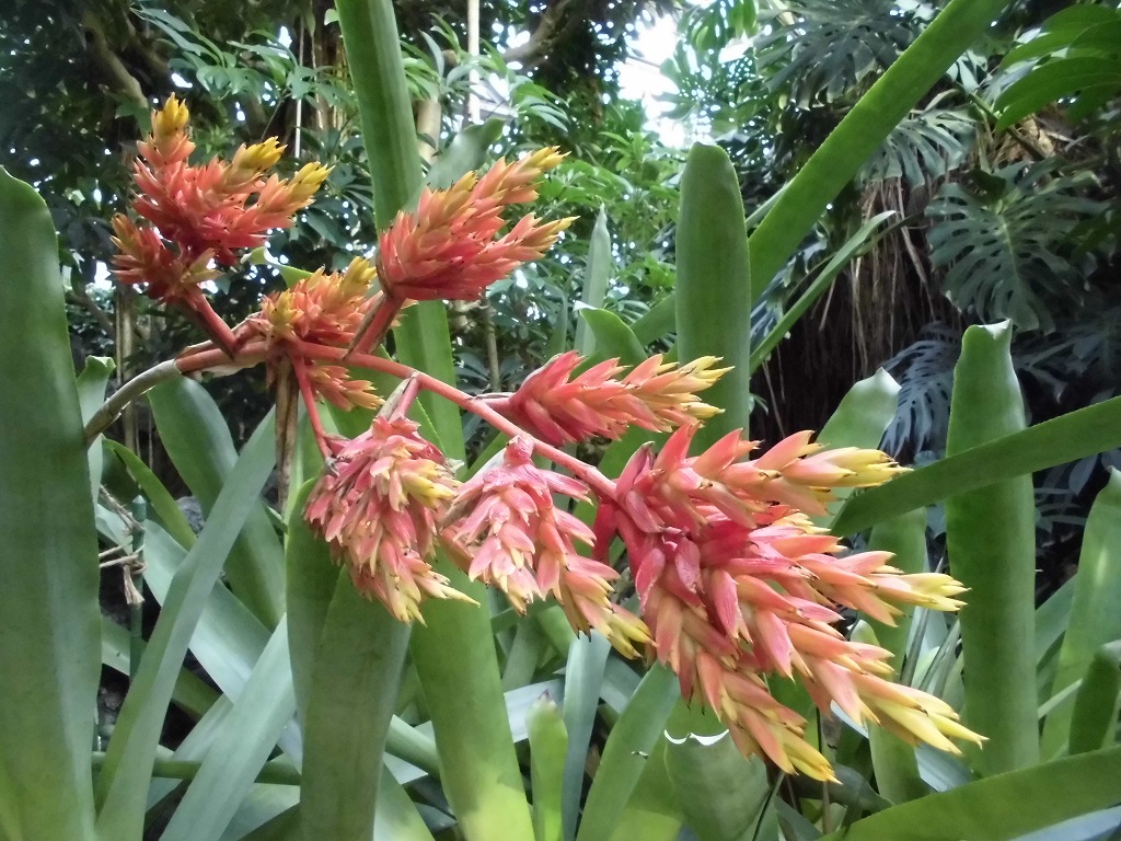 エクメア・アクレイガ　開花中（ドーム）　