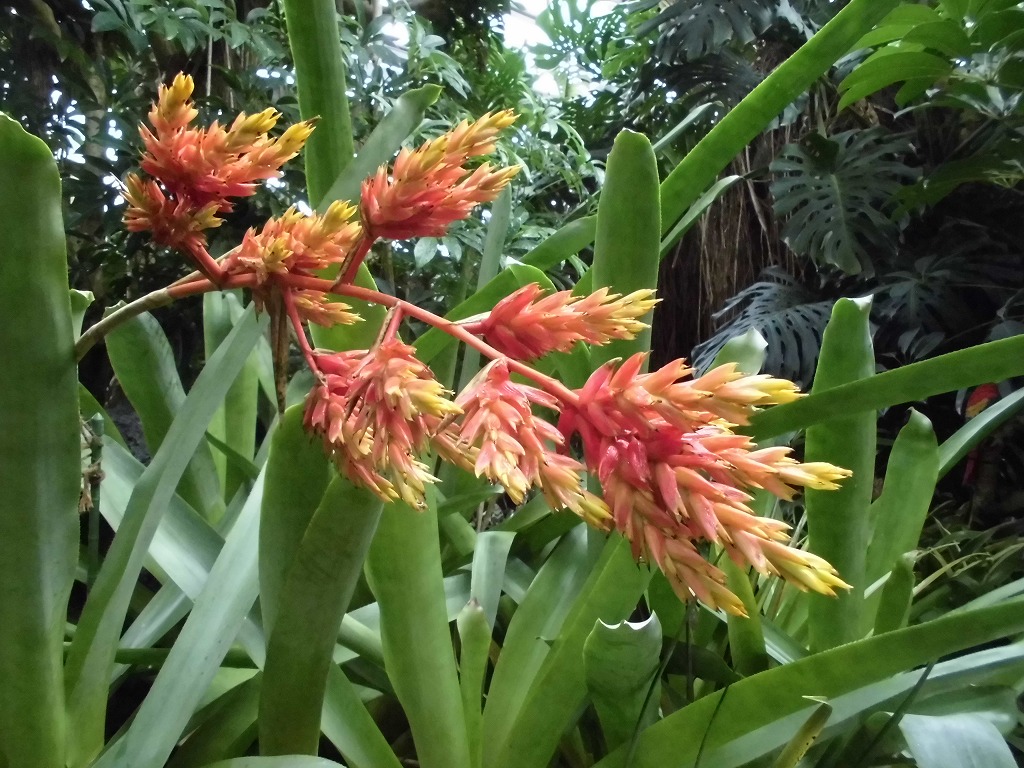 エクメア・アクレイガ　開花中（ドーム）　